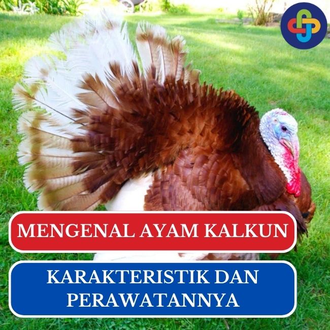 Ayam Kalkun: Karakteristik dan Perawatan